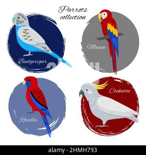 Icône perroquet colorée de style plat. Budgerigar, macaron, rosella pourpre et perroquets de cacatoès. Illustration de Vecteur