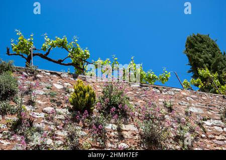 Un vieux mur en pierre de vignoble surcultivé avec des fleurs roses sauvages et une rangée de vignes. Provence, France. Banque D'Images