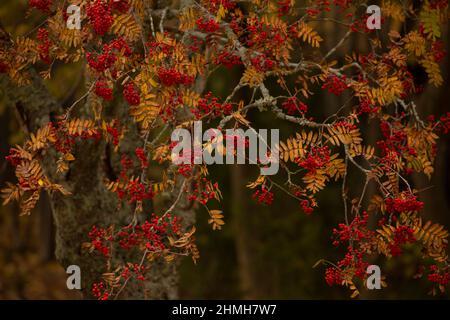 Rowan (Sorbus aucuparia) branches avec baies rouges en octobre, Banque D'Images