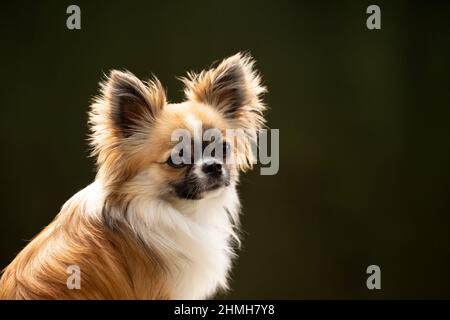 Chihuahua, à poil long, jeune homme, regarder l'appareil photo, chien, portrait Banque D'Images