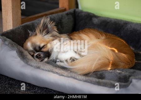 Chihuahua à poil long, couleur sable avec des marques blanches, dormant au lit, chien, portrait Banque D'Images