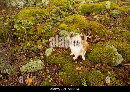 Chihuahua aux cheveux longs assis sur le sol, entouré de pierres recouvertes de mousse, août, Finlande Banque D'Images