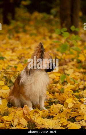 Chihuahua aux cheveux longs, assis sur le sol dans le jardin d'automne, en Finlande Banque D'Images