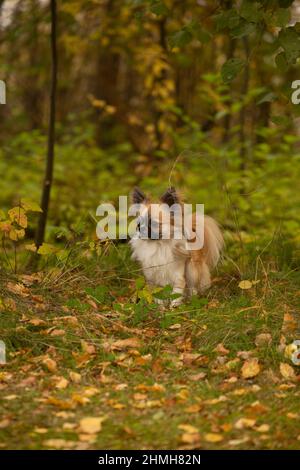 Chihuahua aux cheveux longs assis sur le sol dans le jardin, octobre, Finlande Banque D'Images