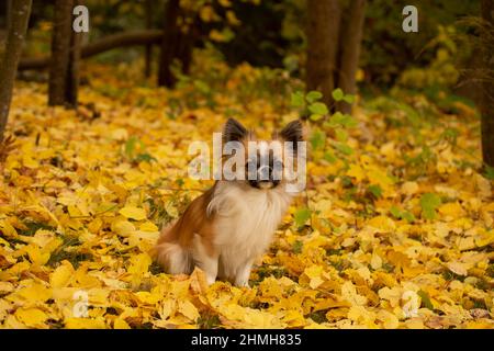 Chihuahua aux cheveux longs, assis sur le sol dans le jardin d'automne, en Finlande Banque D'Images