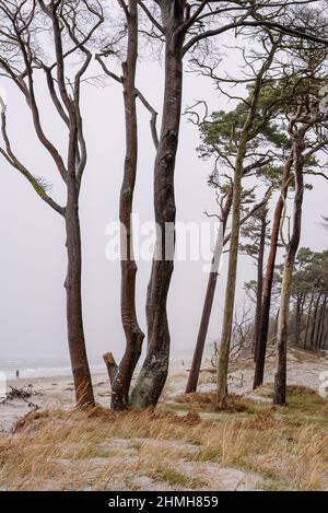 Evadez-vous sur la plage ouest près de Prerow. Banque D'Images