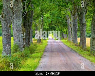 Europe, Suède, Suède centrale, province de Västergötland, Oak Alley près de Falköping Banque D'Images