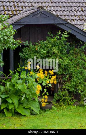 Europe, Suède, Suède centrale, province de Västergötland, ferme avec jardin fleuri près de Falköping Banque D'Images