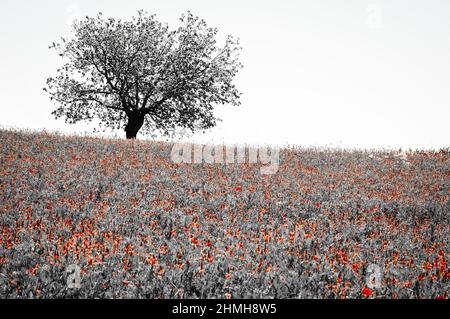 Fleurs sauvages prairie en Provence, France. Photo rétro noir blanc rouge Banque D'Images