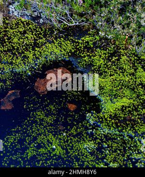 Europe, Suède, Nord de la Suède, province d'Angermanland, patrimoine naturel mondial de l'UNESCO 'Höga Kusten', mousses, lichens, piscines d'eau, pierres Banque D'Images
