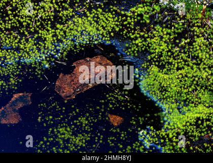 Europe, Suède, Nord de la Suède, province d'Angermanland, patrimoine naturel mondial de l'UNESCO 'Höga Kusten', mousses, lichens, piscines d'eau, pierres Banque D'Images