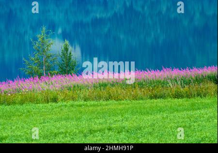 Europe, Suède, Nord de la Suède, province d'Angermanland, patrimoine naturel mondial de l'UNESCO 'Höga Kusten', herbes de bois (fleurs du milieu de l'été) sur le bord du lac Banque D'Images