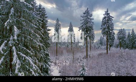 Forêt d'hiver près de Weiskirchen-Rappweiler, Hochwald, Parc naturel de Saar-Hunsrück, Sarre, Allemagne Banque D'Images