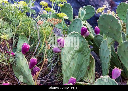 Poire pickly, (Opuntia humifusa), Manarola, Cinque Terre, Ligurie, Italie, Europe Banque D'Images