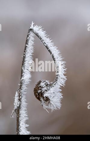 Le givre, un tournesol flétrisé, est recouvert d'aiguilles, Allemagne, Bade-Wurtemberg Banque D'Images