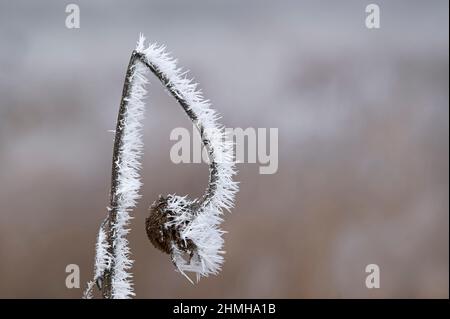 Le givre, un tournesol flétrisé, est recouvert d'aiguilles, Allemagne, Bade-Wurtemberg Banque D'Images