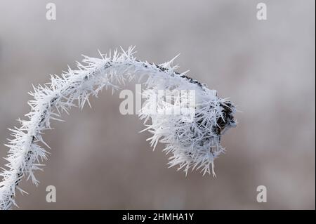 Le givre, un tournesol flétrisé, est recouvert d'aiguilles, Allemagne, Bade-Wurtemberg Banque D'Images