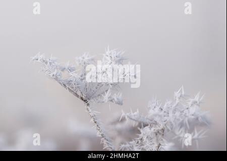 Ombelles de fleurs couvertes de givre, Allemagne, Bade-Wurtemberg Banque D'Images