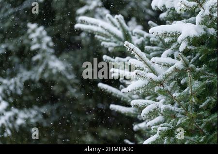 Forêt d'hiver, branches d'épinette enneigées, chute de neige, Allemagne, Hesse Banque D'Images