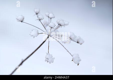 Séché vers le haut des ombelles de prairie avec la calotte de neige, Allemagne, Hesse Banque D'Images