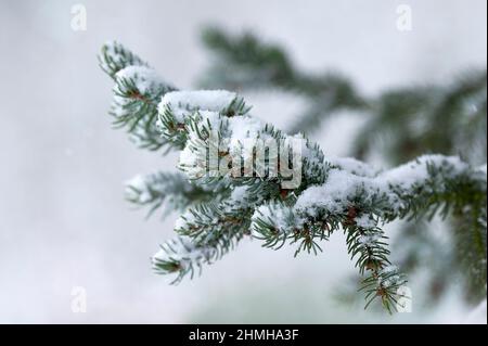 Forêt d'hiver, branches d'épinette enneigées (épinette serbe), Allemagne, Hesse Banque D'Images