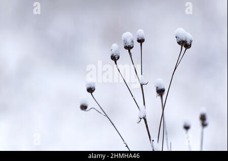 Séchée de fleurs de knapweed avec un manteau neigeux, Allemagne, Hesse Banque D'Images