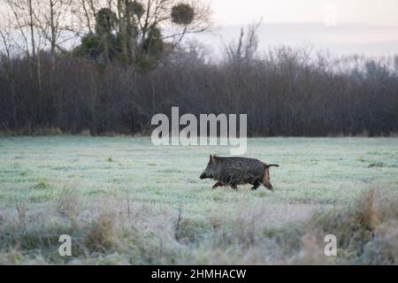 Le sanglier traverse une prairie couverte de givre, sus scrofa, hiver, Hesse, Allemagne, Europe Banque D'Images
