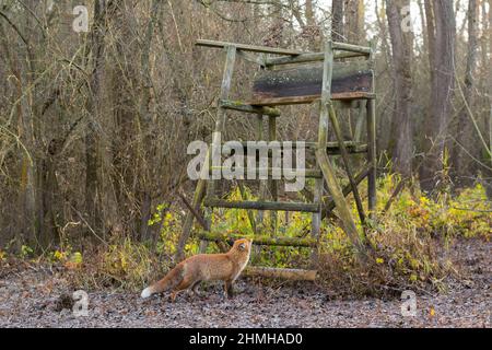 Renard rouge devant un siège haut, Vulpes vulpes, hiver, Hesse, Allemagne, Europe Banque D'Images