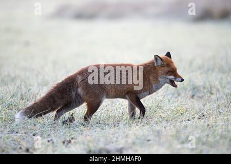 Renard roux dans un pré couvert de givre, Vulpes vulpes, hiver, Hesse, Allemagne, Europe Banque D'Images