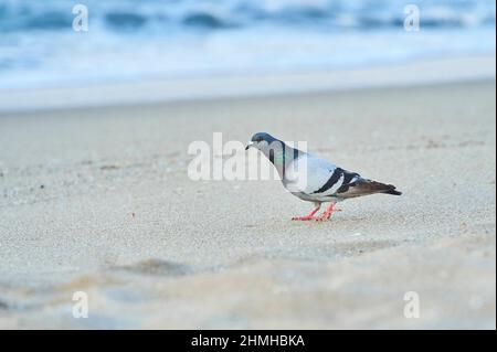 Pigeon domestique (Columba livia domestica) sur la plage, randonnée, Catalogne, Espagne, Europe Banque D'Images