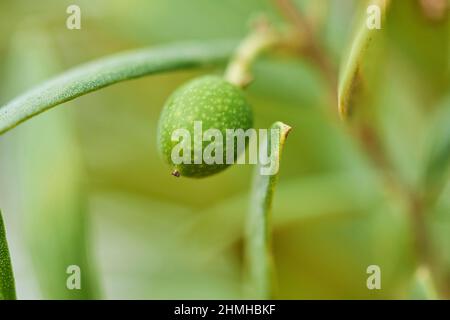 Olives vertes (Olea europaea) accrochées à l'arbre, Catalogne, Espagne, Europe Banque D'Images