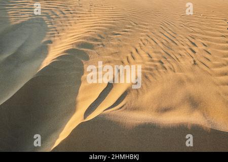 Dunes de sable, Delta de l'Èbre, Catalogne, Espagne Banque D'Images