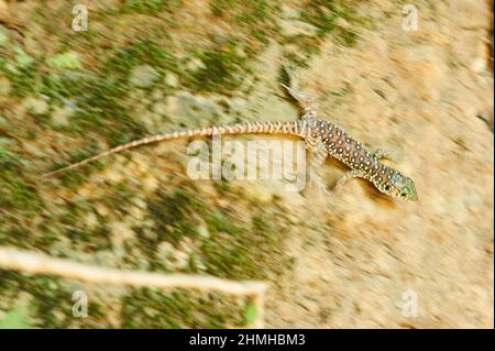 Lézard ocellé (Timon lepidus), jeune animal, Catalogne, Espagne, Europe Banque D'Images