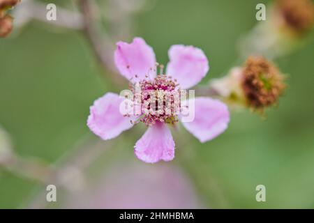 Fleurs de mûres (Rubus fruticosus) Catalogne, Espagne, Europe Banque D'Images
