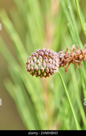 PIN noir ou PIN écossais noir (Pinus nigra), cônes sur l'arbre, Catalogne, Espagne, Europe Banque D'Images