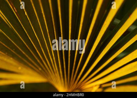 Palmier nain (Chamaerops humilis), feuille dans la lumière du soir, Catalogne, Espagne, Europe Banque D'Images