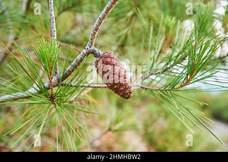 PIN noir, PIN noir ou PIN écossais noir (Pinus nigra), cônes sur l'arbre, Catalogne, Espagne, Europe Banque D'Images