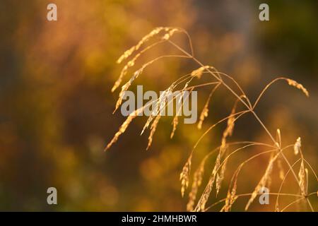 Touffeté cheveux-herbe (Deschampsia cespitosa) au coucher du soleil en contre-jour, Catalogne, Espagne Banque D'Images