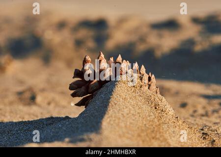 PIN noir ou pin noir (Pinus nigra), cône soufflé par le vent dans la plage de sable, Catalogne, Espagne, Europe Banque D'Images