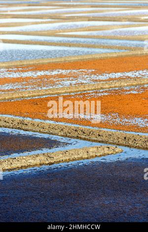 Dans les marais salants de Guérande, France, pays de la Loire, Loire-Atlantique Banque D'Images