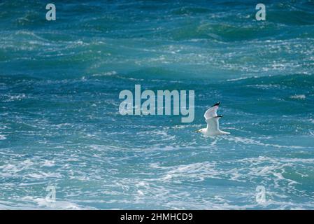 Goéland argenté volant au-dessus de la mer, péninsule de Dingle, Irlande, comté de Kerry Banque D'Images