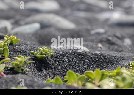 Sable noir, plage, mauvaises herbes, purslane, Honckenya pepoides, Été, Jökulsárlón, Islande Banque D'Images