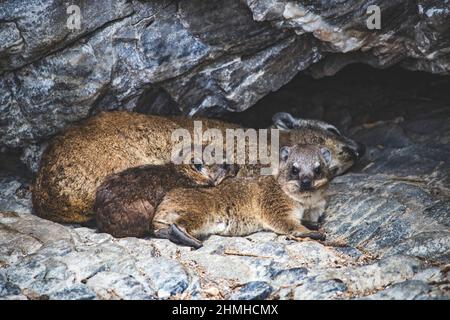 Hyrax de roche, hyrax de désert, blaireau de roche, Procavia capensis, mère, Jeunes animaux, Hermanus, Cap occidental, Afrique du Sud, Afrique Banque D'Images