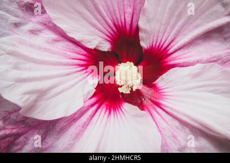 Rose althea, Hibiscus syriacus, été, île Mainau, lac de Constance, Bade-Wurtemberg, Allemagne, Europe Banque D'Images