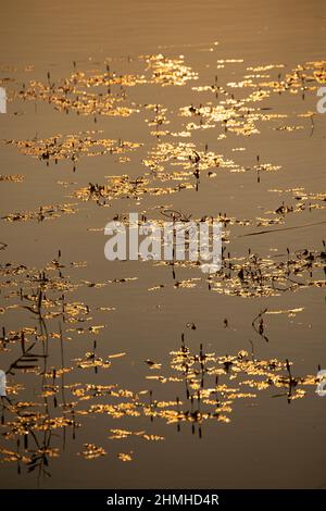 Plantes aquatiques à la surface du lac, atmosphère de coucher de soleil Banque D'Images