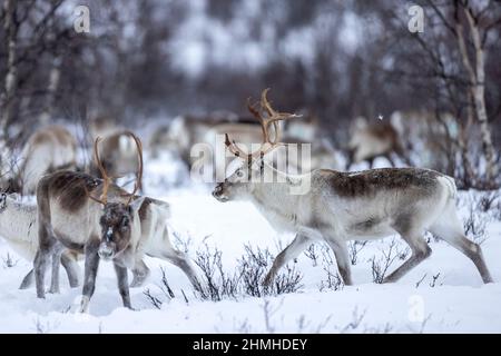 Renne sami près de Kautokeino en hiver dans la nature Banque D'Images