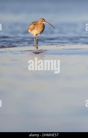 Curlew Numenius arquata, Banque D'Images