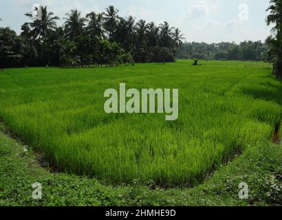 Vue sur le paysage d'un champ de Paddy sri-lankais avec des plants de riz en pleine croissance Banque D'Images