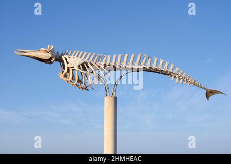 Squelette de la baleine à bec de Cuvier (Ziphius cavirostris), El Cotillo, Fuerteventura, Îles Canaries, Espagne Banque D'Images