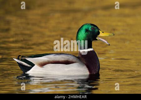Mallard (Anas platyrhynchos), drake, appelant, Rhénanie-du-Nord-Westphalie, Allemagne Banque D'Images